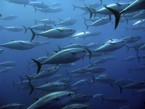 School of tuna: