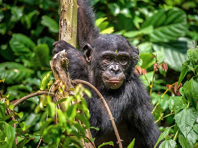 monkey on a tree surrounded by lots of leaves