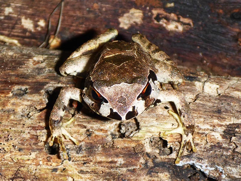 A giant squeaker frog camouflaged against a wooden log