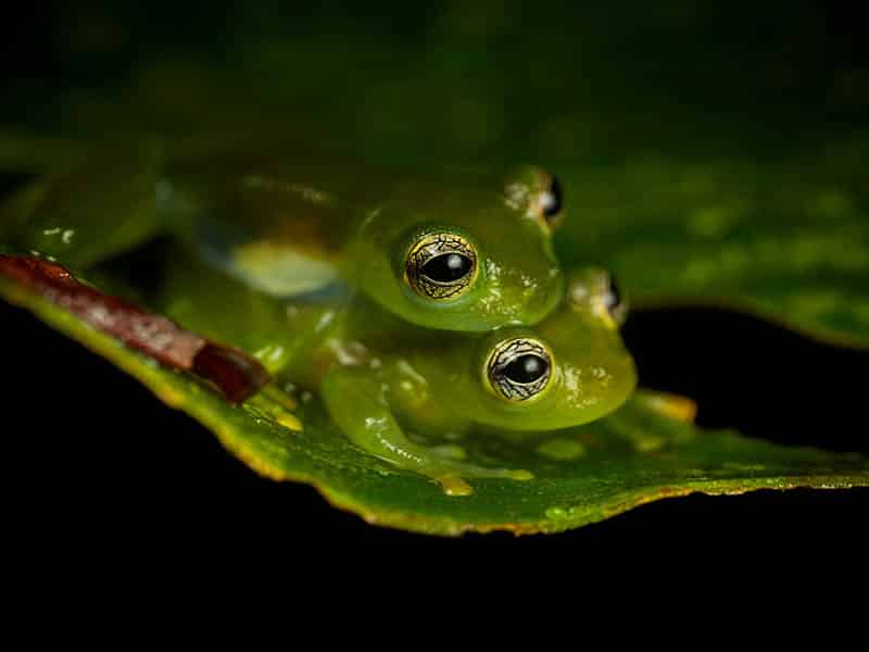 Two glass frogs on top of a leaf