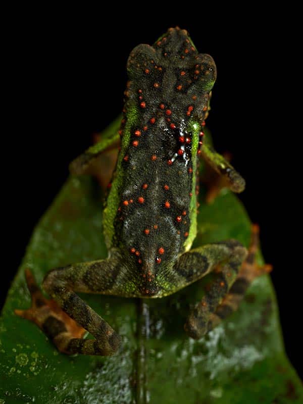 A green frog with red dots over its back, facing away, perched on a leaf