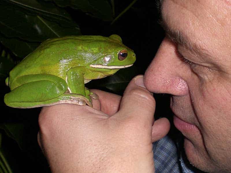 Phil Bishop holds a large green frog close to his face