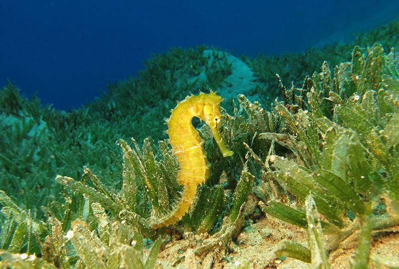 Seahorse in seagrass