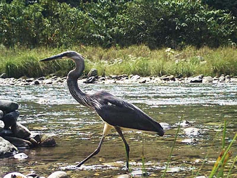 White-bellied heron stands in a river