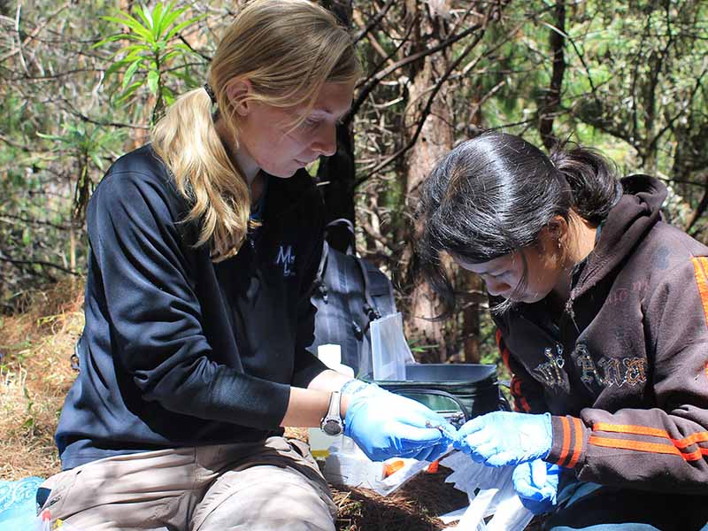 two people working in the forest with medical gloves on