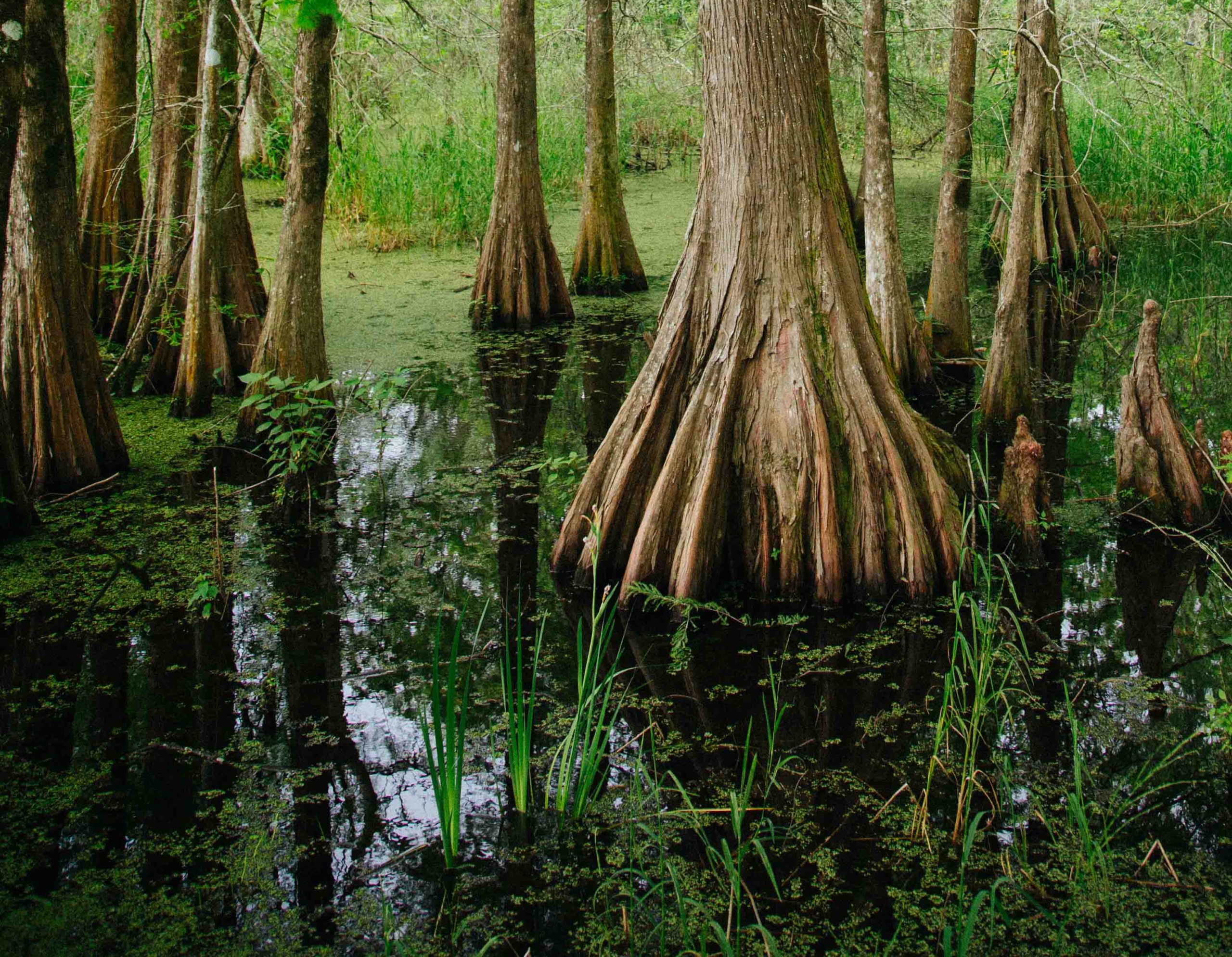 If we’re going to talk climate, we need to talk conservation