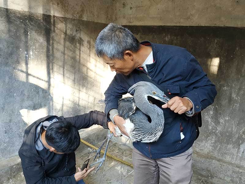 One man holds the beak shut of a White-bellied heron, while another man tags it