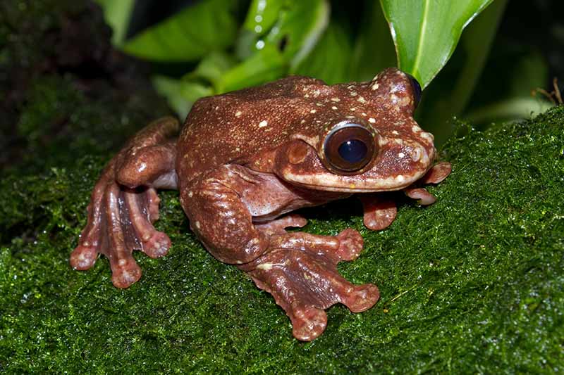 rabbs fringe limbed treefrog on moss