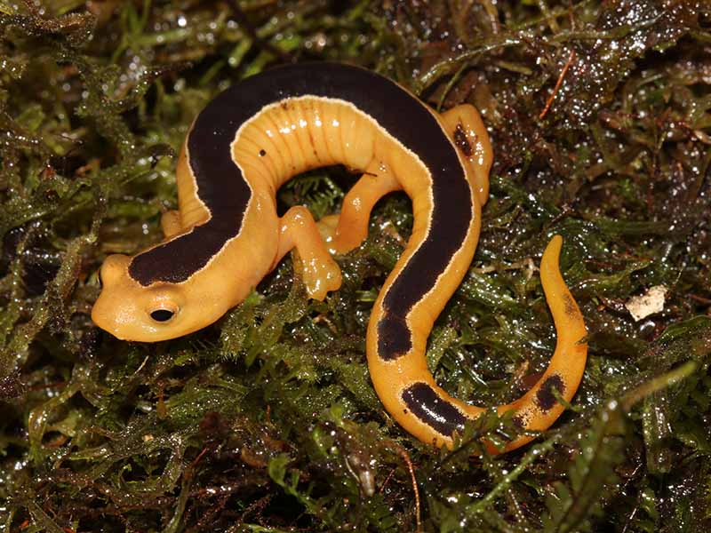 a jackson's climbing salamander on wet pondweed