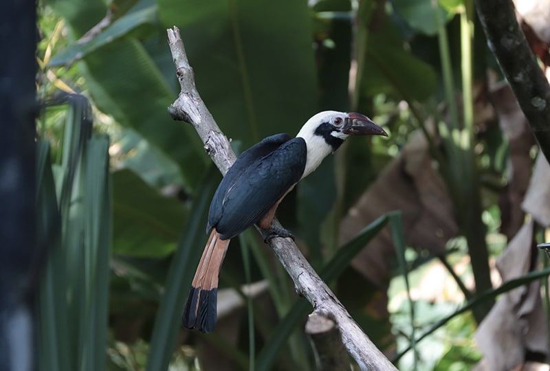 A Visayan Tarictic Hornbill perched on a branch.