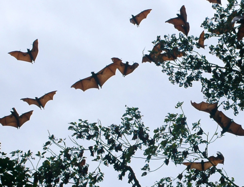 Health and biodiversity Part I: Wild diseases