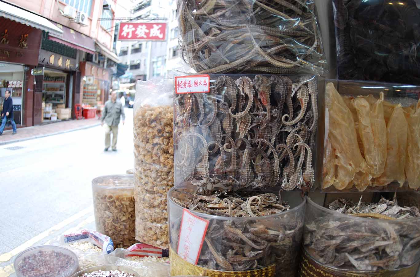 dried seahorses in plastic containers for sale in hong kong