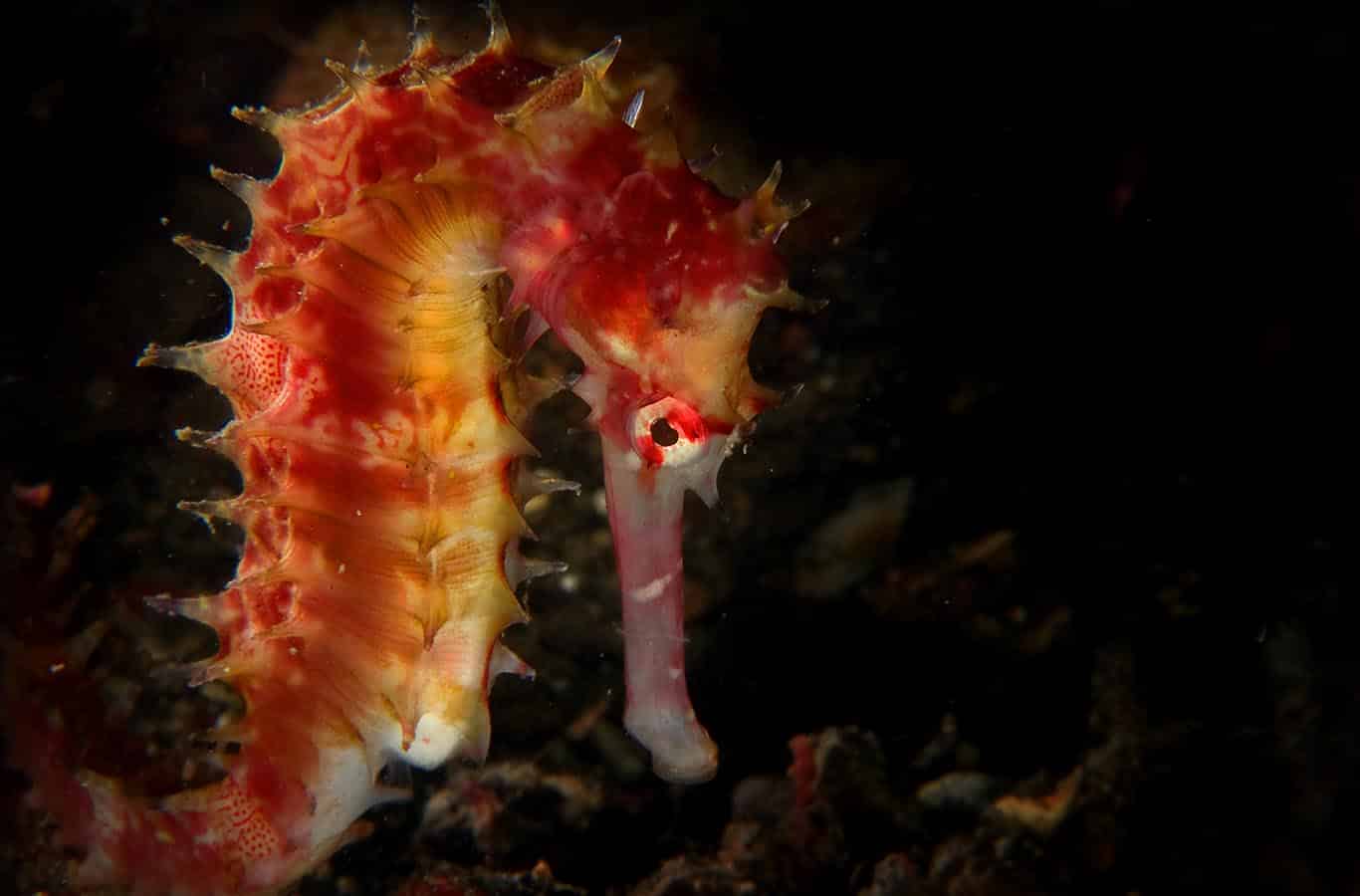 a thorny seahorse 'Hippocampus histrix' with black background