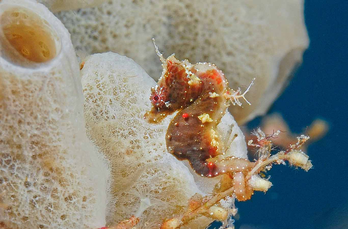a pontoh's seahorse 'Hippocampus pontohi' in white sea sponge