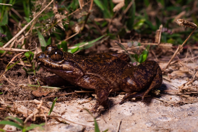 a slippery frog species in the shrubbery