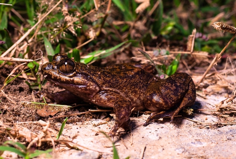 side view of a frog species sitting on the ground with grass in the background.