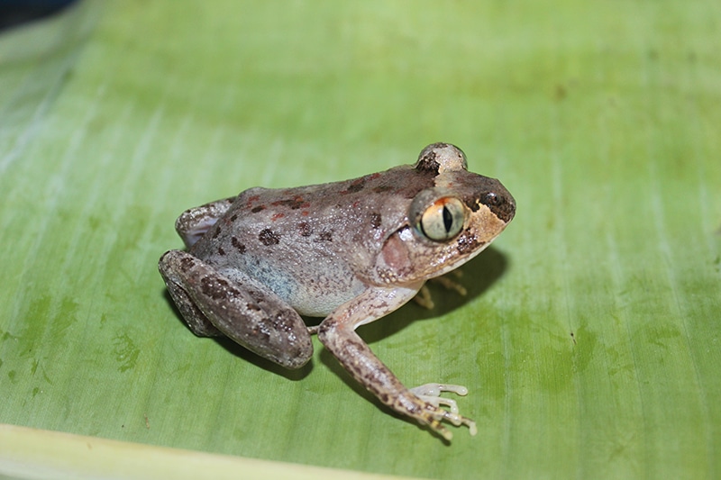 a small night frog 'Astylosternus laticephalus' on a leaf