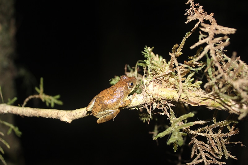 a young bobiri reed frog sitting on a thin branch
