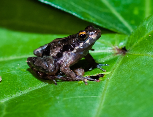 The home of a frog orchestra