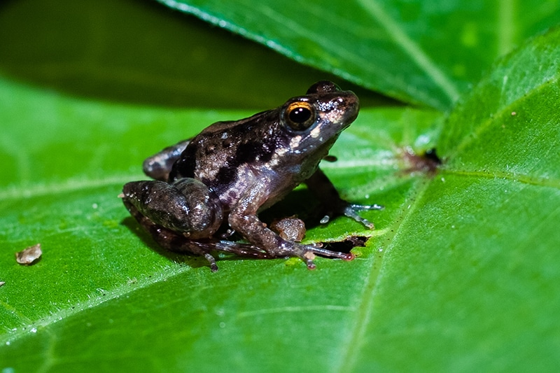 new species of a puddle frog 'Phrynobatrachus afiabirago' on a green leaf