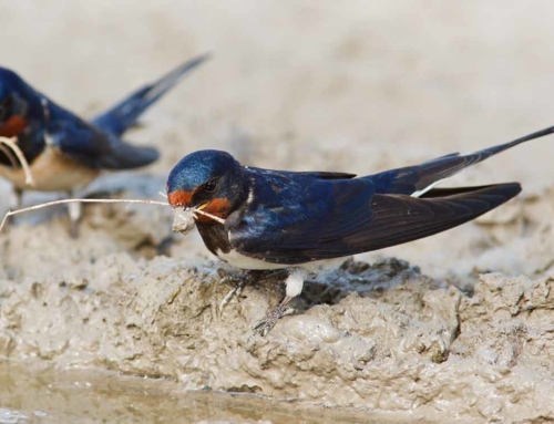 Making finance work for nature
