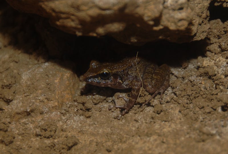 small brown frog in dirt