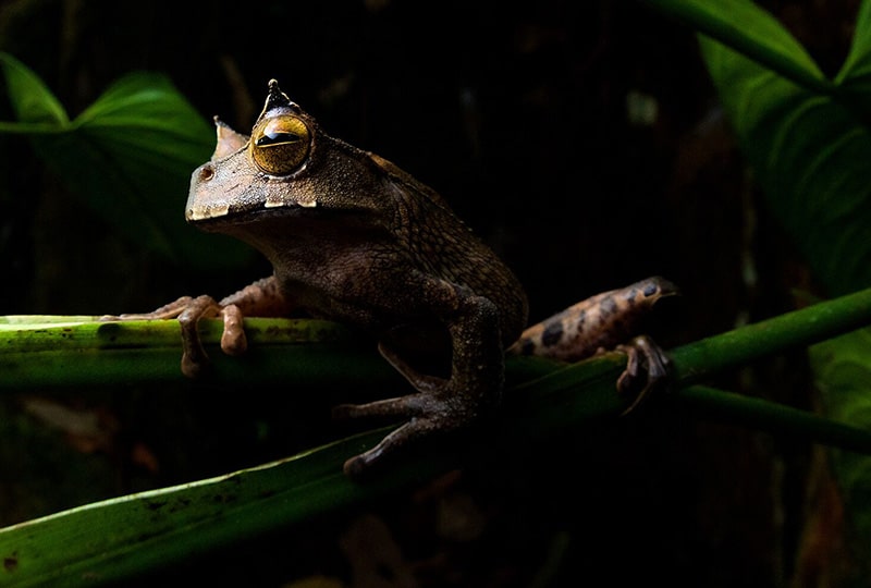 A horned marsupial frog perched on a leaf.
