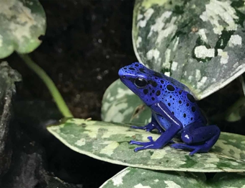 Confronting chytrid: the fight to save the world’s amphibians
