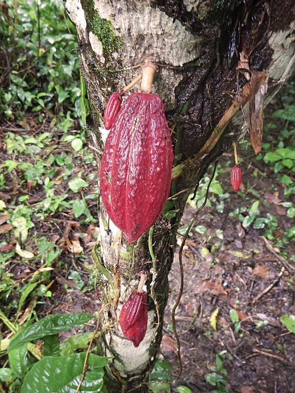 red exotic plant