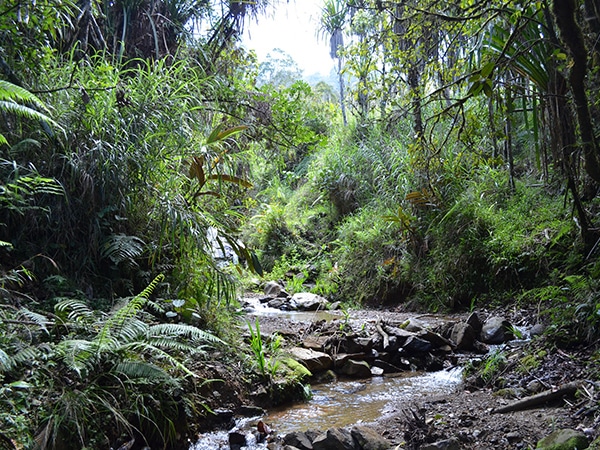 PNG_forest_eGuide_Travel
