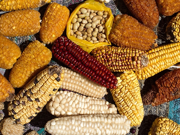different types of red, yellow and white dried corn and indigenous seed