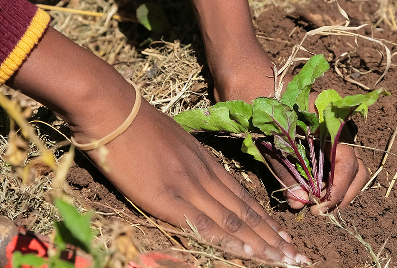 Hands planting beets in soil.