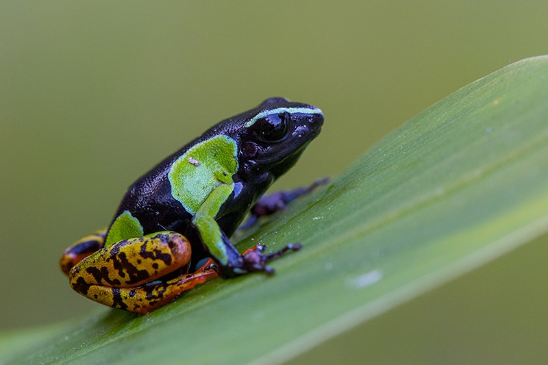 The Amphibian Conservation Fund – catalysing support for amphibians