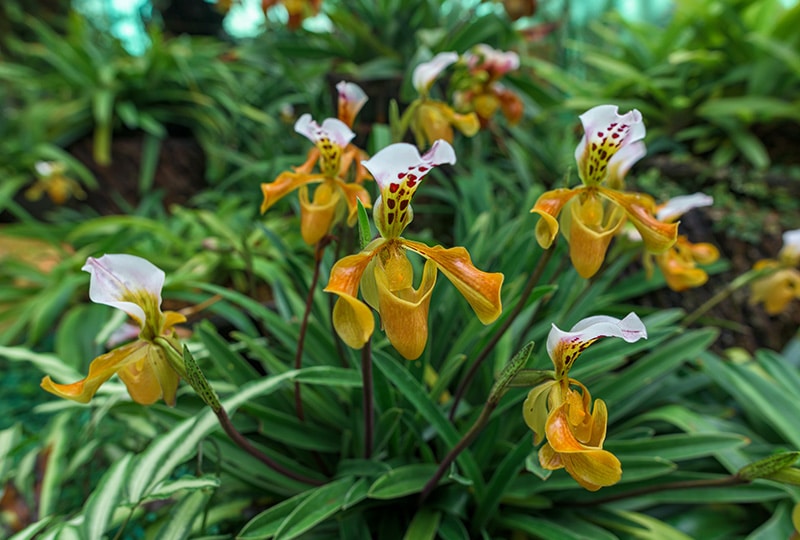 row of orchards in a plant nursery
