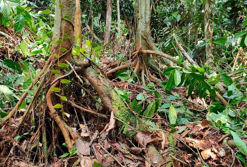 A peat swamp in Malaysia