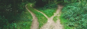 A forest path splits into two