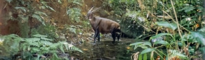 A camera trap image of a saola standing in a pond in the middle of a forest. It is the size of a large dog and resembles a dark brown antelope, with a sloping back, black legs, long straight horns which grow backwards from the top of its head and white facial markings.