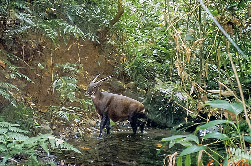 In search of secret wildlife Part II: The saola