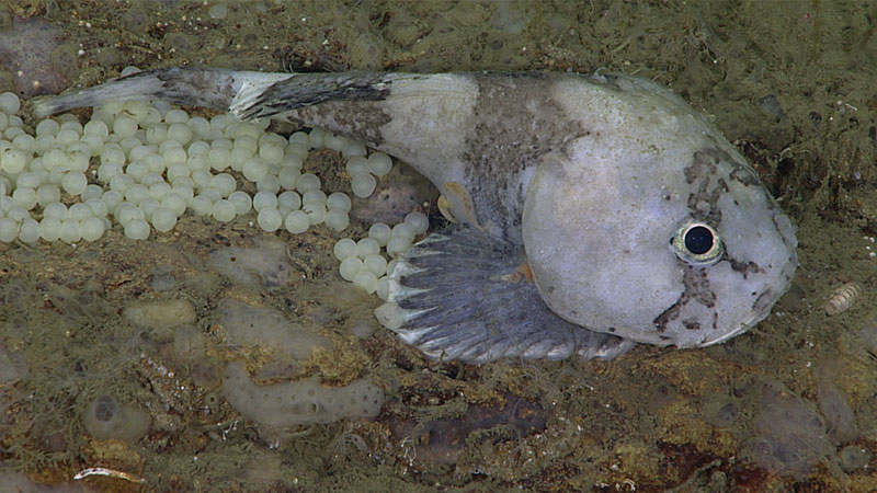 A small white fish with a large head and big black eyes with silver iris sits on the seafloor with lots of tiny round white eggs under its tail. It has faint grey stripes.