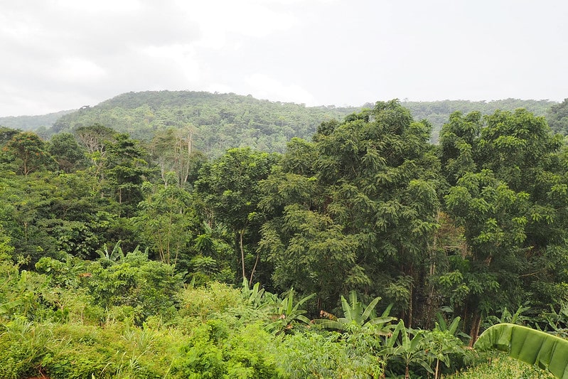 An image of a forest, hills in the background, grey sky.