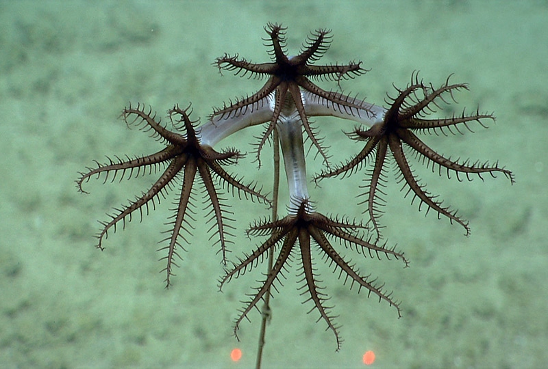 An image from a deep sea submarine of an octocoral on the seafloor. It has a thin dark red stalk which branches out like a flower with four more paler stalks which each has a flower/starfish-like appendage with eight dark 'hairy' arms