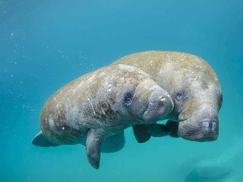 Two dugong, one larger than the other, in a blue sea with white sand