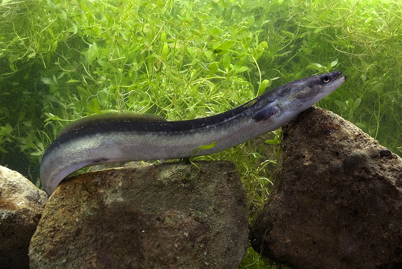 An overlooked ecosystem: seagrass meadows - Synchronicity Earth