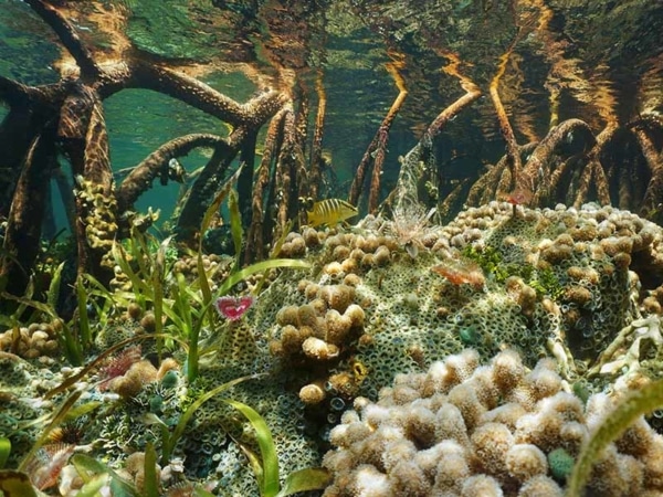 An underwater photo with mangrove tree roots and rich coral life with one yellow striped fish