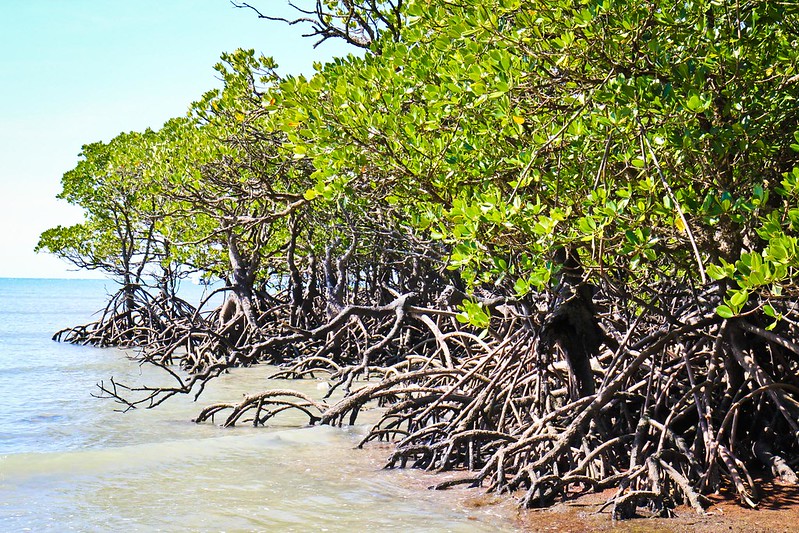 A mangrove forest of short stout trees with roots extending from the trunk down into turquoise seawater (the horizon is in the background).