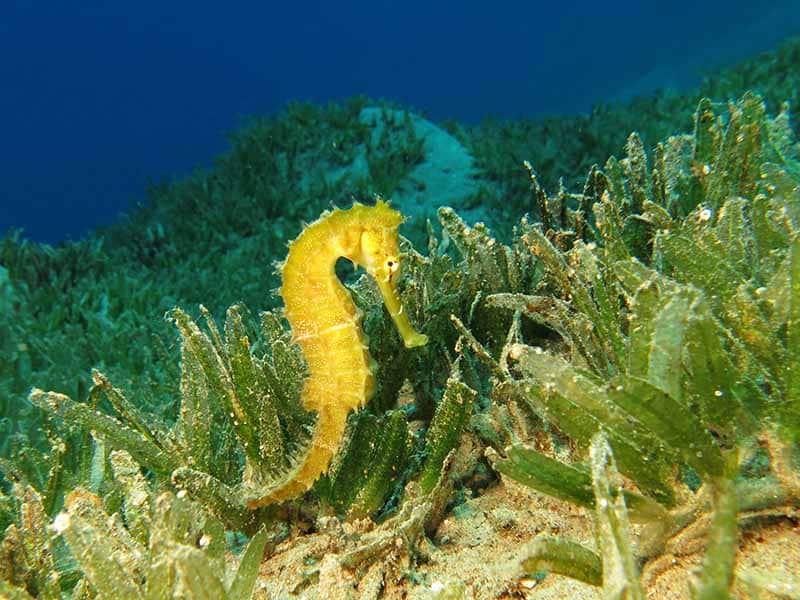 A yellow seahorse in a seagrass meadow