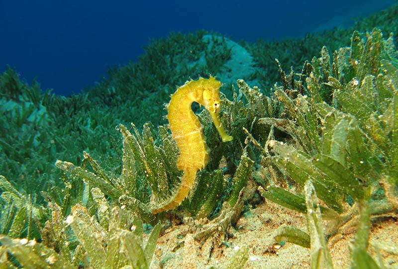 Yellow seahorse in seagrass