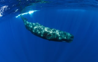 A sperm whale (large dark grey whale with a rectangular head) dives beneath the surface of a deep blue sea.