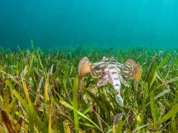 A small speckled stingray the size of a frying pan floats above a meadow of seagrass