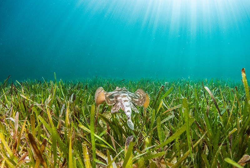 A small ray swimming over a seagrass meadow